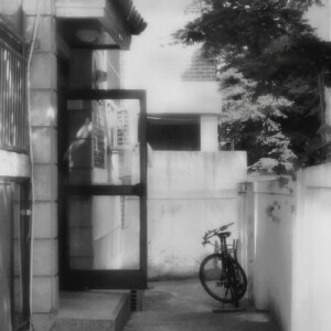 青苔
