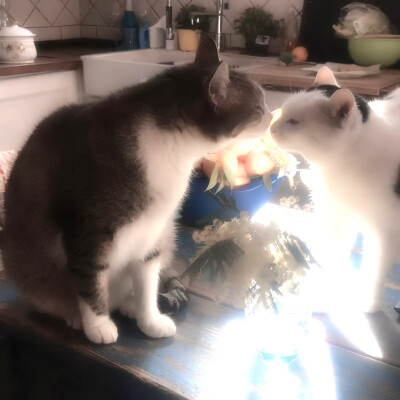 
记忆旋转门《벚꽃 열매》“fidèle à toi”