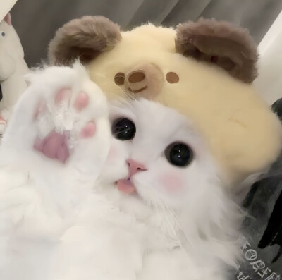 萌宠头像 dt邓春