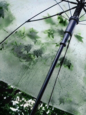 青苔