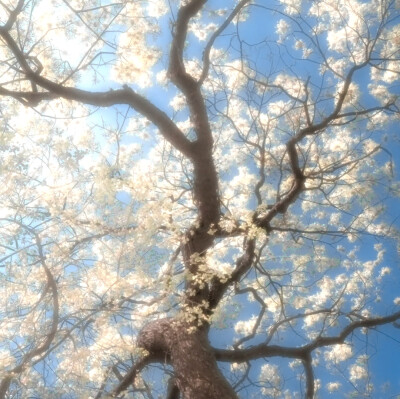 
记忆旋转门《벚꽃 열매》“fidèle à toi”