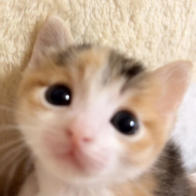 小猫咪头像