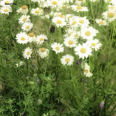 森之境（The forest）、산야·＂树与光＂…