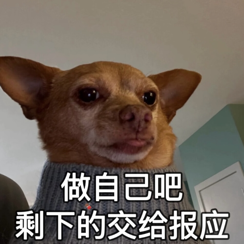 沙雕动狗表情包
