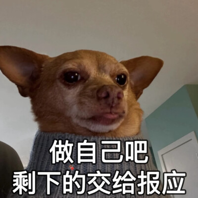 沙雕动狗表情包