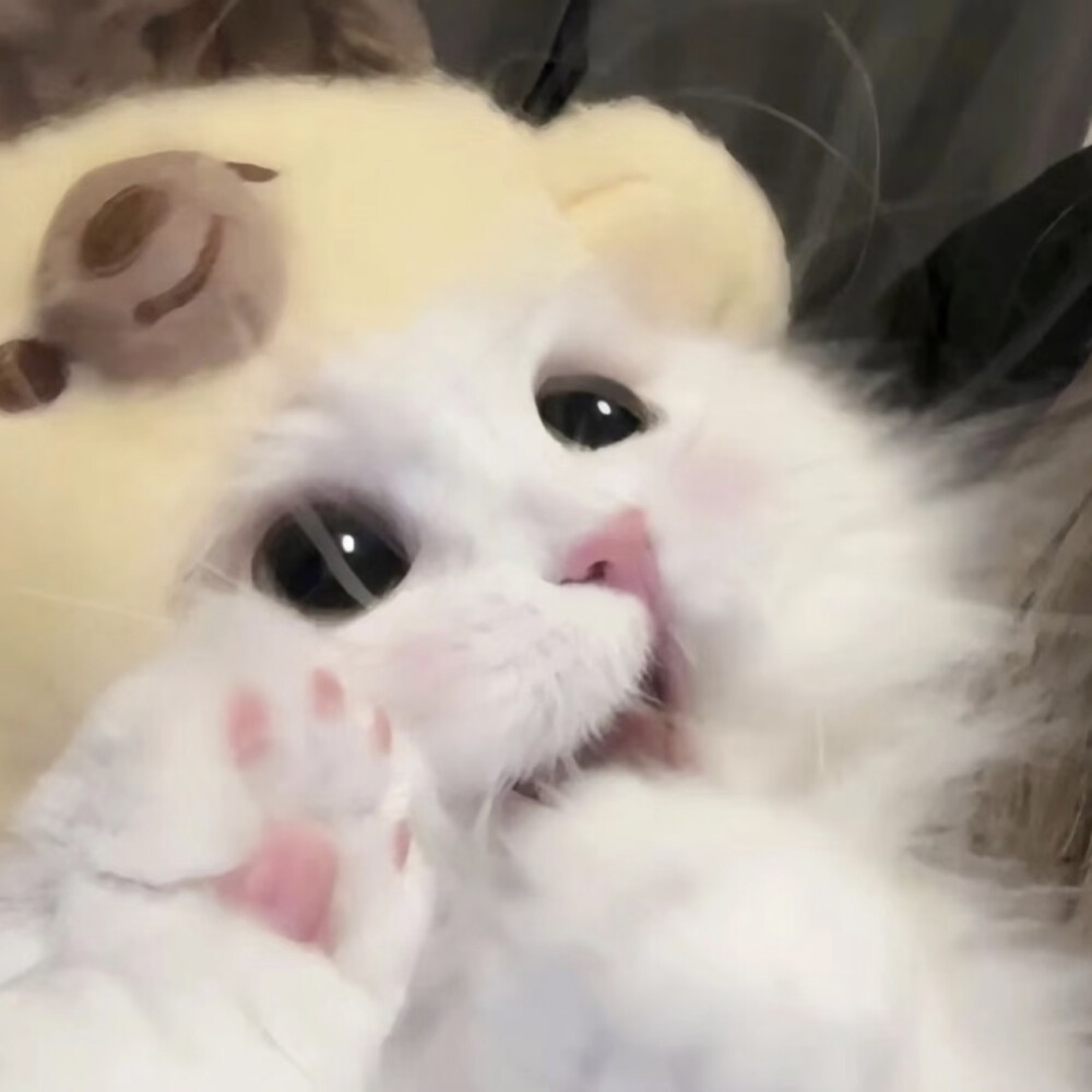 猫咪头像