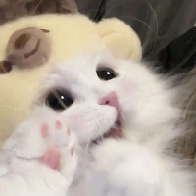 猫咪头像