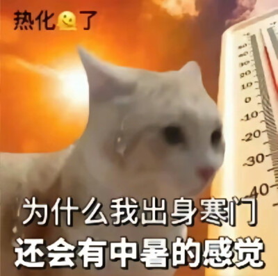小猫咪