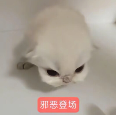 小猫咪
