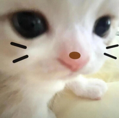 小猫咪头像