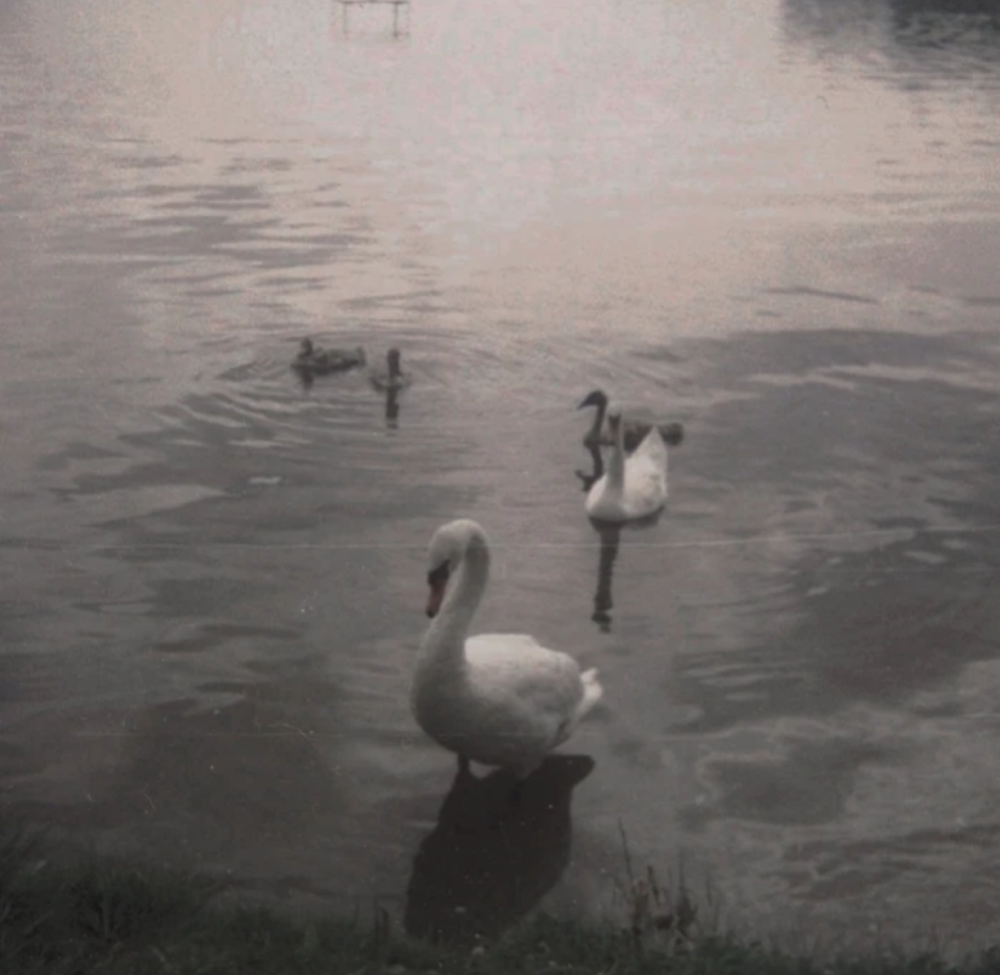 뱀 여왕 폐 Su Majestad.