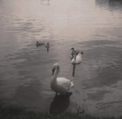 뱀 여왕 폐 Su Majestad.