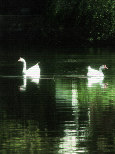 
水泼落地难收回2009