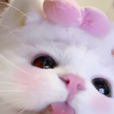 猫咪头像