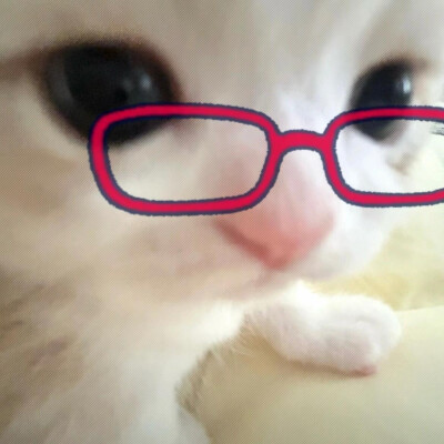 小猫咪头像