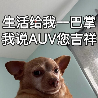 沙雕动狗表情包