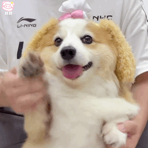 狗狗表情包
可爱的表情包