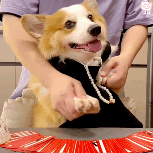 狗狗表情包
可爱的表情包