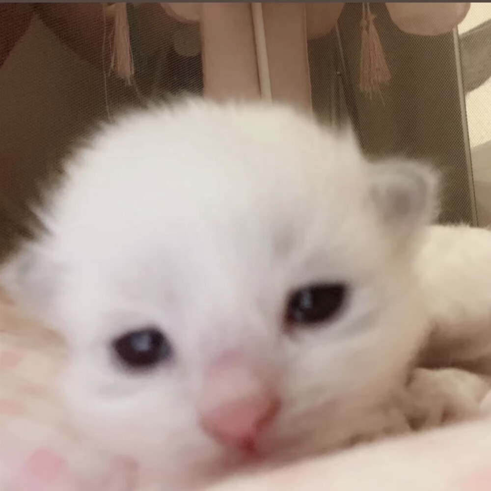 喵