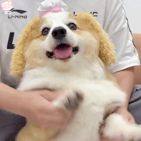 狗狗表情包
可爱的表情包