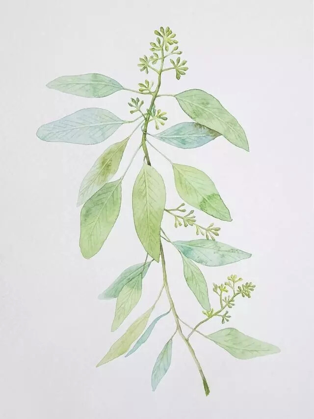 艺术家Sora Kim，一个热爱画画的人“不知名”的插画师，但是，她的水彩画，让很多粉丝佩服不已