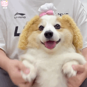 狗狗表情包
可爱的表情包