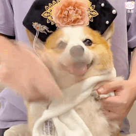 狗狗表情包
可爱的表情包