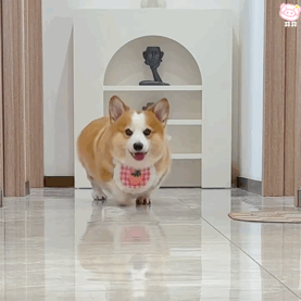 狗狗表情包
可爱的表情包