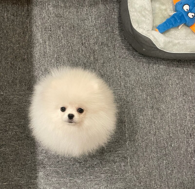 mimimamomomimsmimimumamumomo
