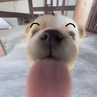 小可爱们