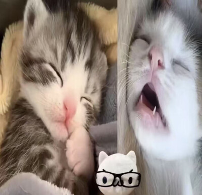 小裤头