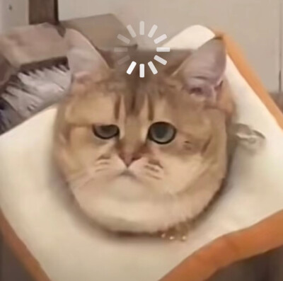 沙雕动物表情包