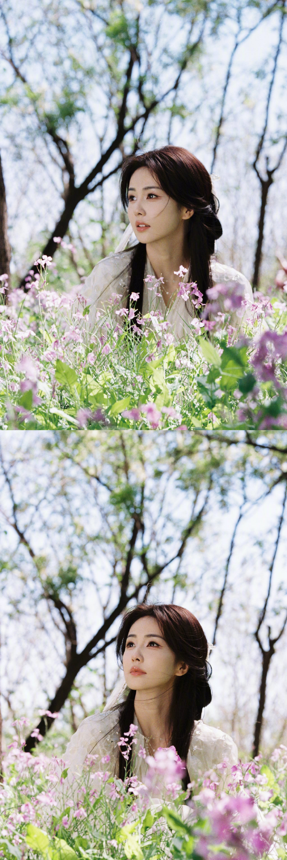 白鹿
