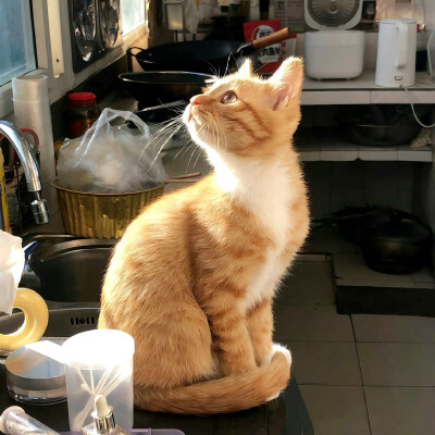 图源ks：偷喝汽水