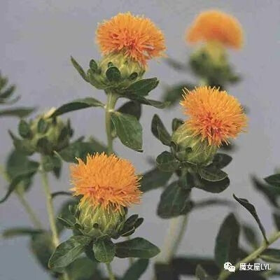 哥廷根皇家学会会员贝克曼先生最近在制造方面取得了宝贵的发现。他通过反复实验发现，Catharmus 或假花，也称为假藏红花植物，可以为棉、羊毛甚至亚麻纱线染上最美丽的黄色。
