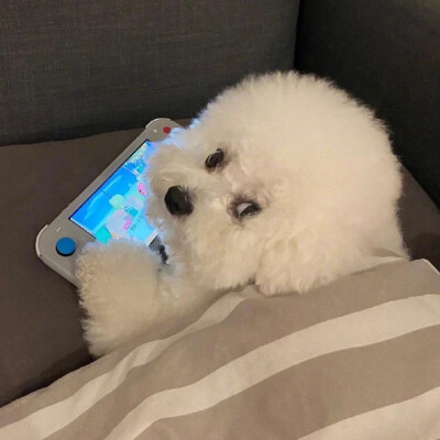 表情包
