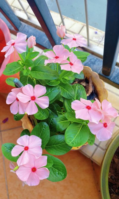 长春花