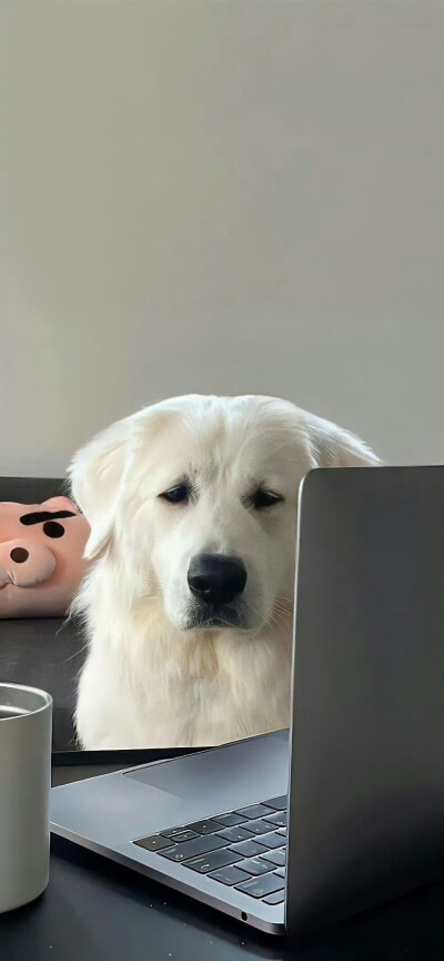 宠物