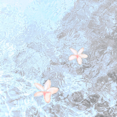singsong 小芙蝶