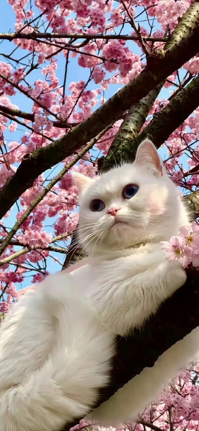 宠物