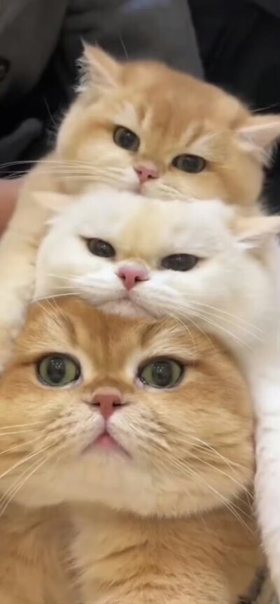 宠物