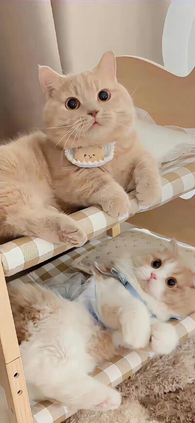 宠物