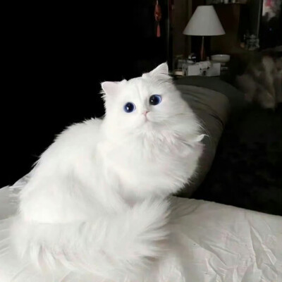 宠物