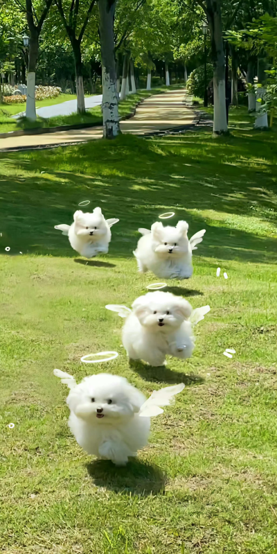 宠物