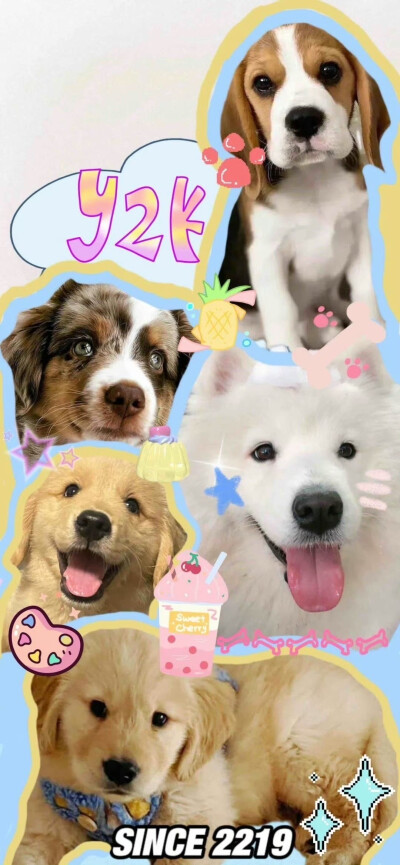 宠物