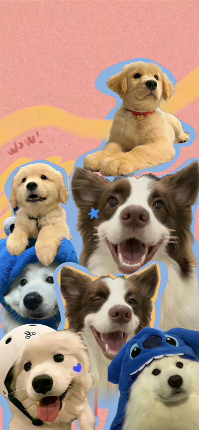 宠物