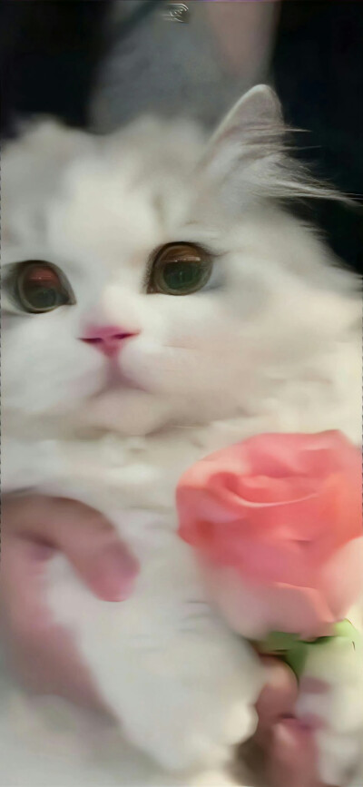 宠物