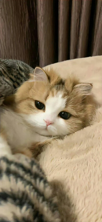 宠物