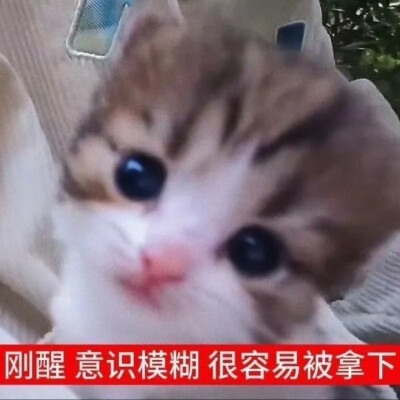 表情包