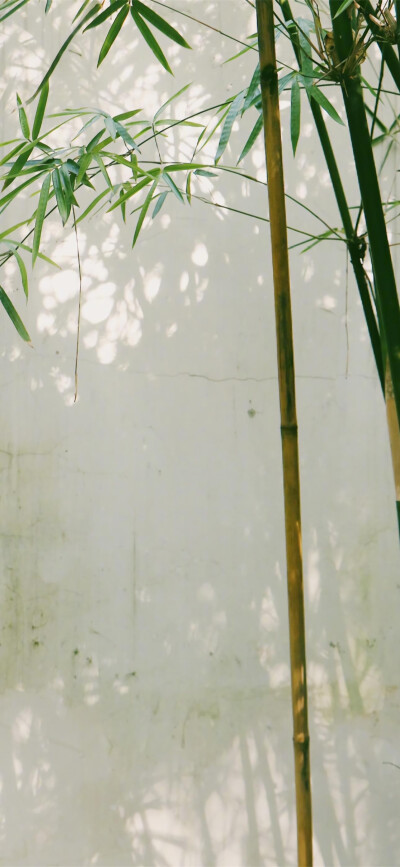 手机壁纸